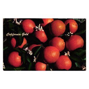 California Gold Citrus Postcard Vintage Scenic Art Berkeley California USA